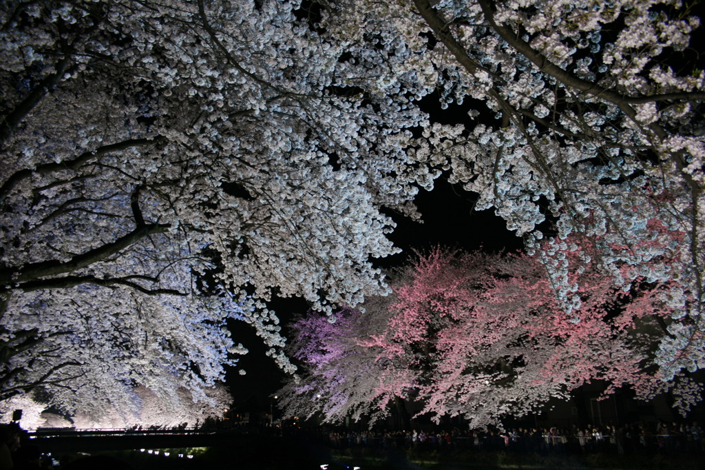 The cherry blossoms at night.