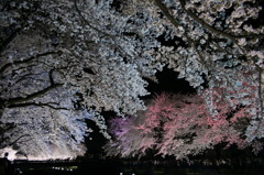 The cherry blossoms at night.