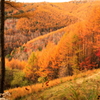 Autumn leaves