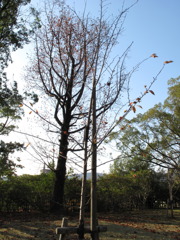 木