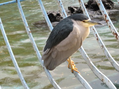 鳥