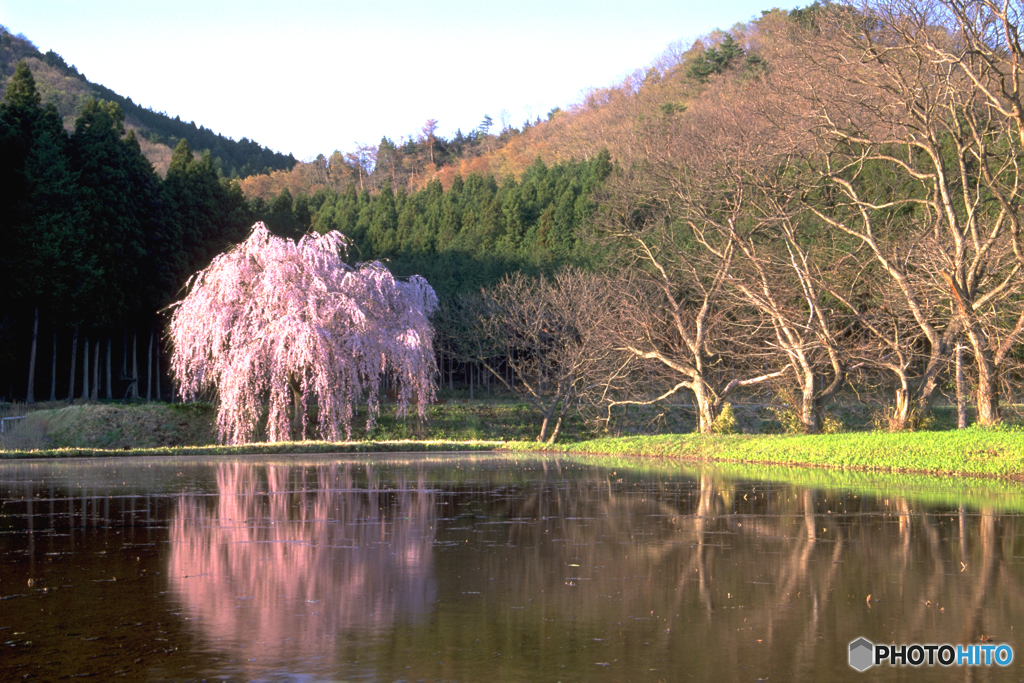 枝垂れ桜