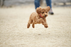 はじめてのDog run　2