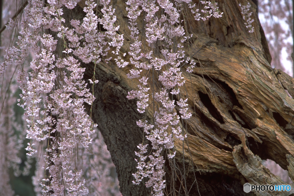 孝子桜