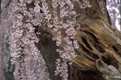 孝子桜