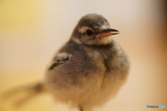 ピーちゃん