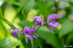 日陰の花