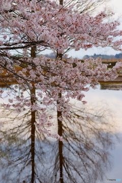満開の桜とメタセコイヤ