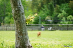 新緑のDog run