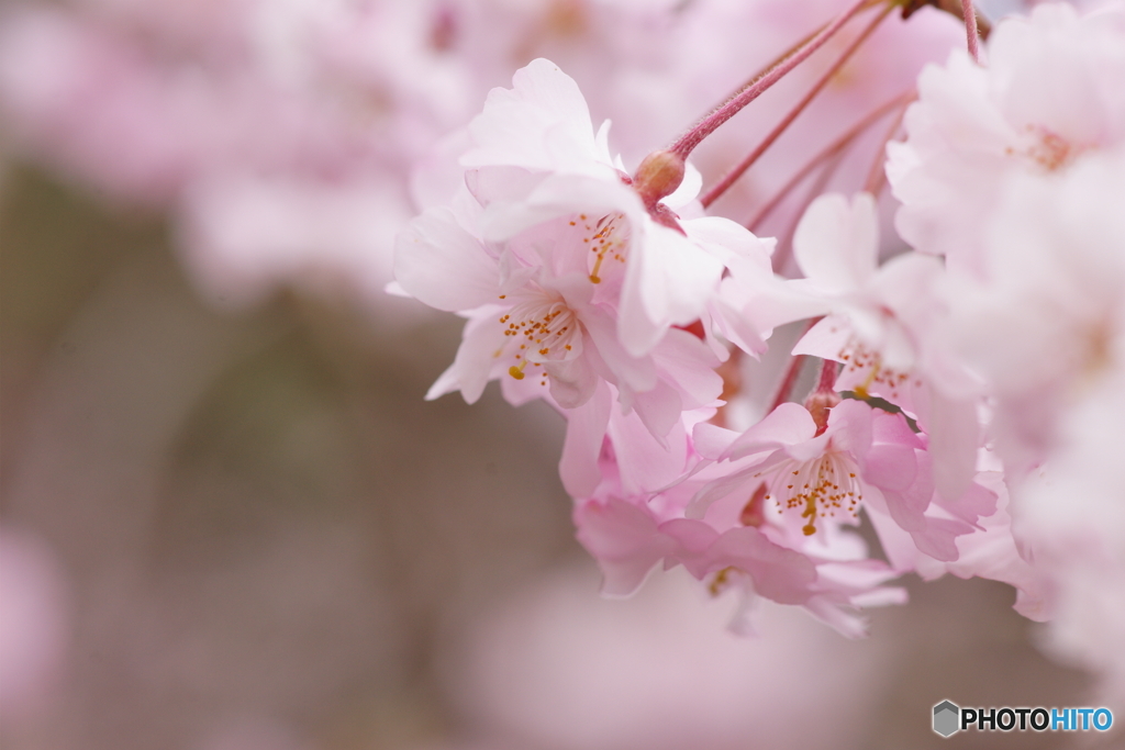八重桜~ピンクの世界