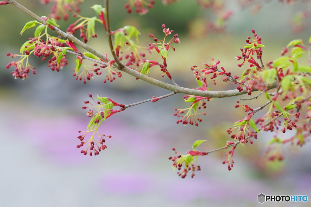 もみじ開花
