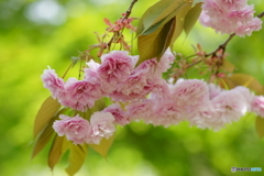 八重桜