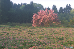 八重桜とレンゲ