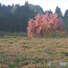 八重桜とレンゲ