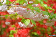 八重桜