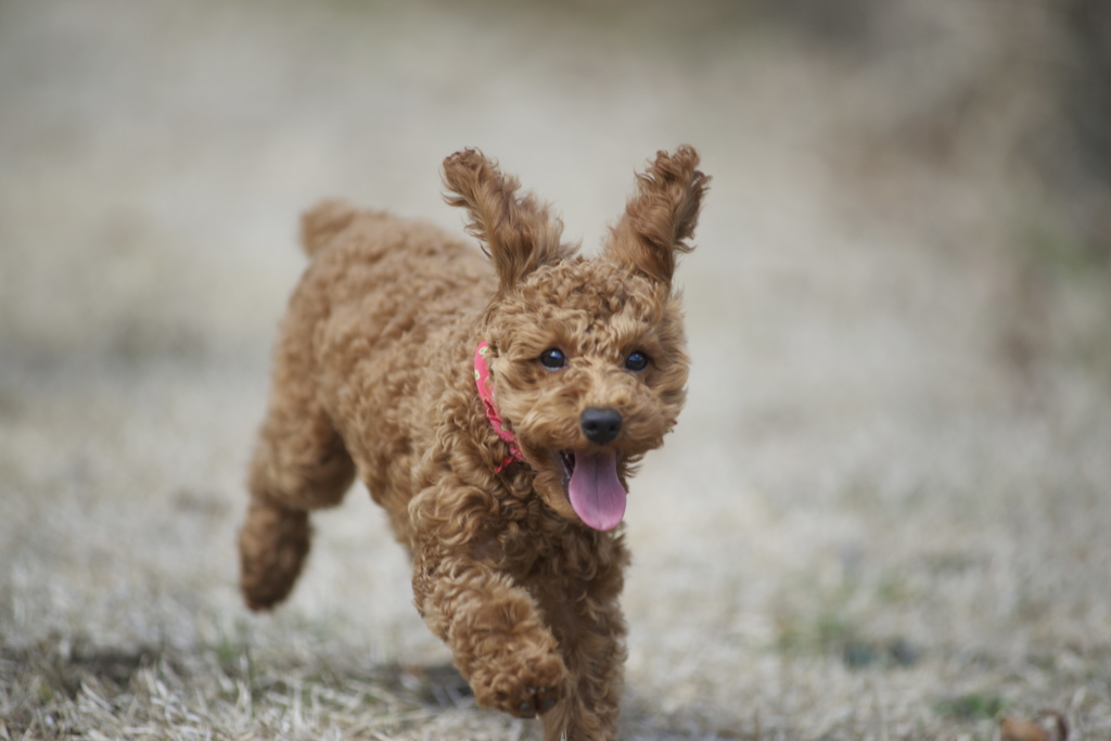 はじめてのDog run　1