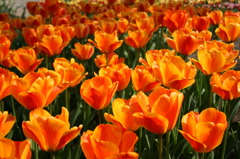 tulips 1