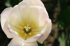 tulips 6