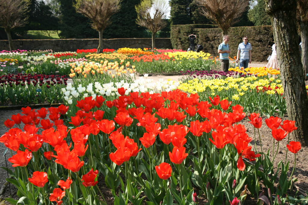 tulips 2