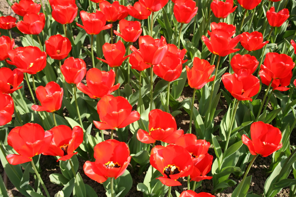 tulips 4