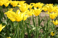 tulips 5