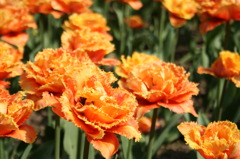 tulips 3