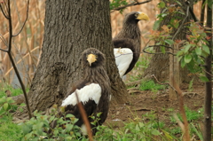 上野動物園にてオオワシ