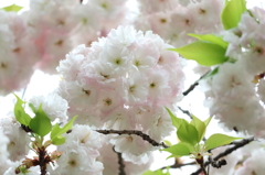 上野公園にて八重桜