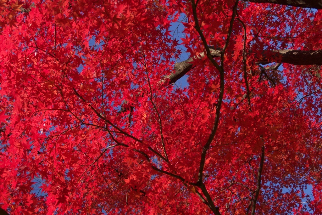 P1000276-S