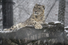 雪とユキヒョウ