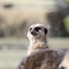 ひょっこり、こんにちは