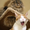 キャットタワーでおおあくび