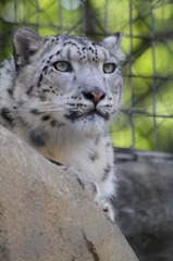 新緑のユキヒョウ