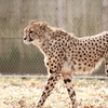 チーター