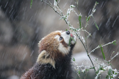 雪とレッサーパンダ