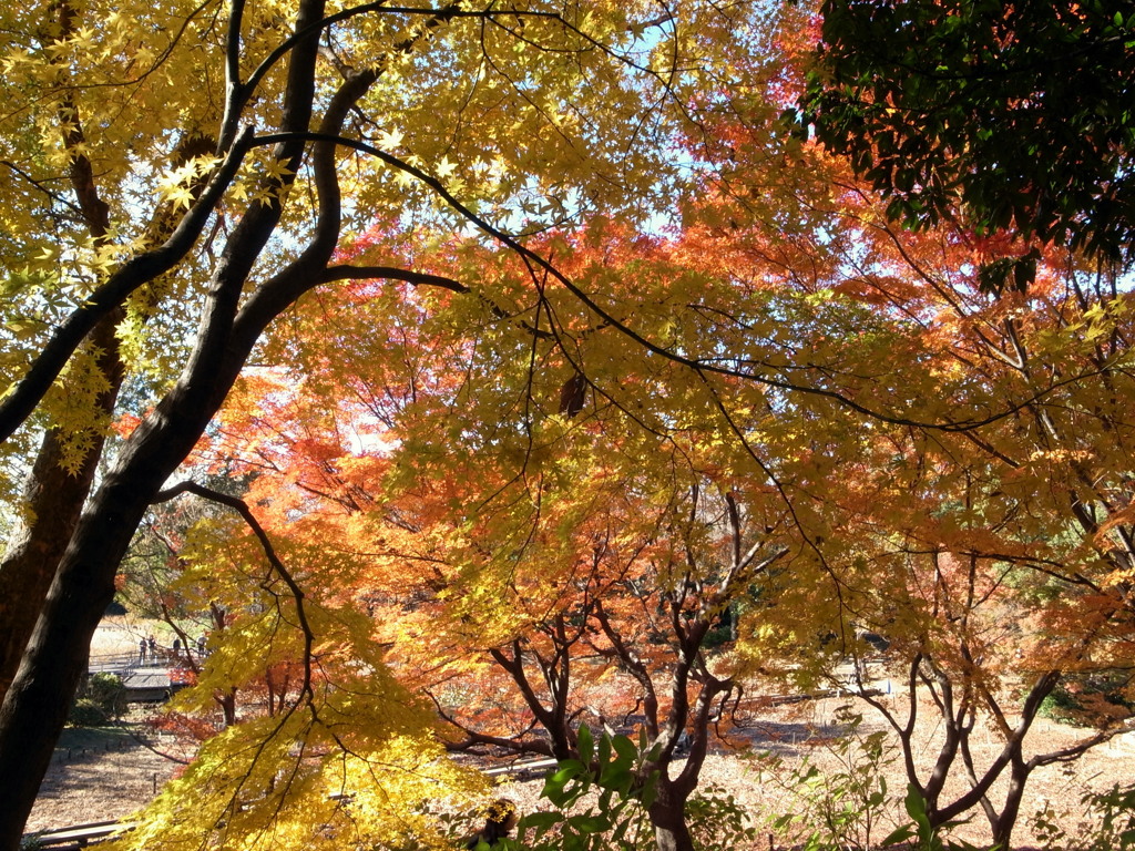 昭和記念公園