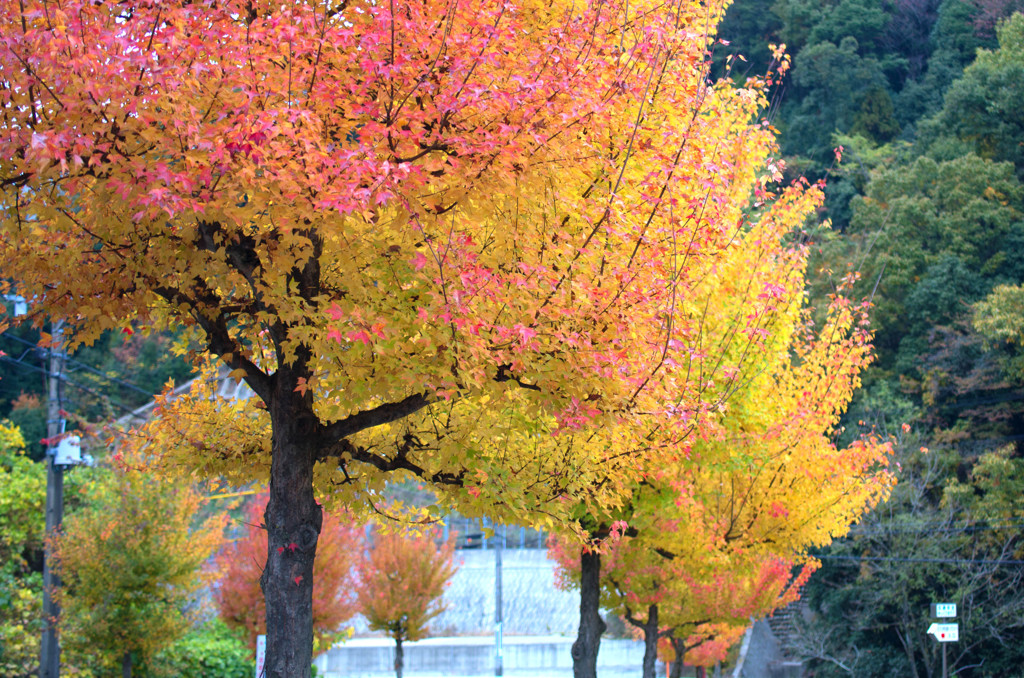 散歩の途中で・・・2012.11.11