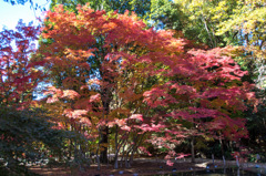 岐阜県土岐市　曽木公園