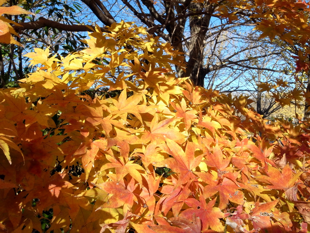 昭和記念公園