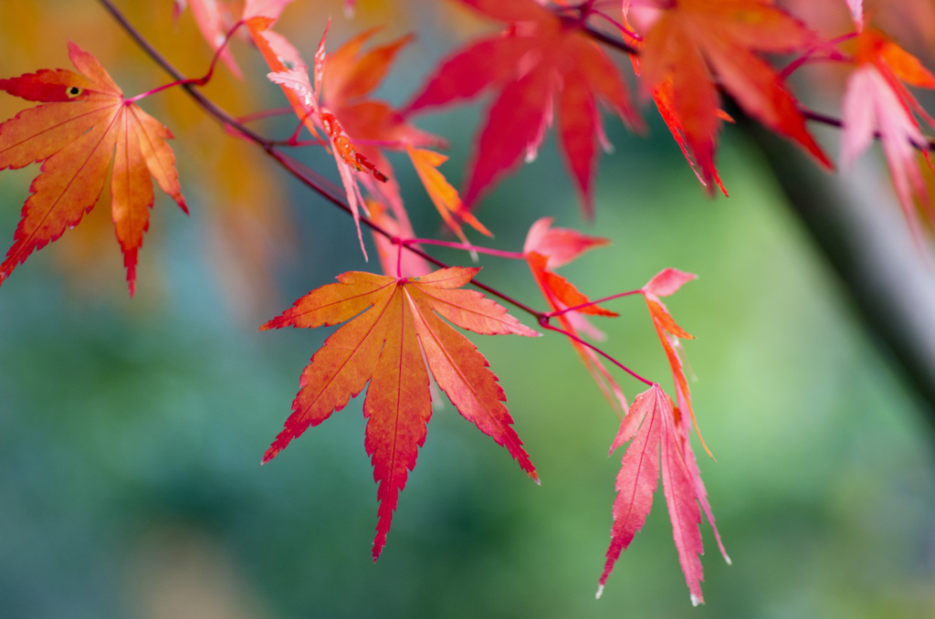 紅葉