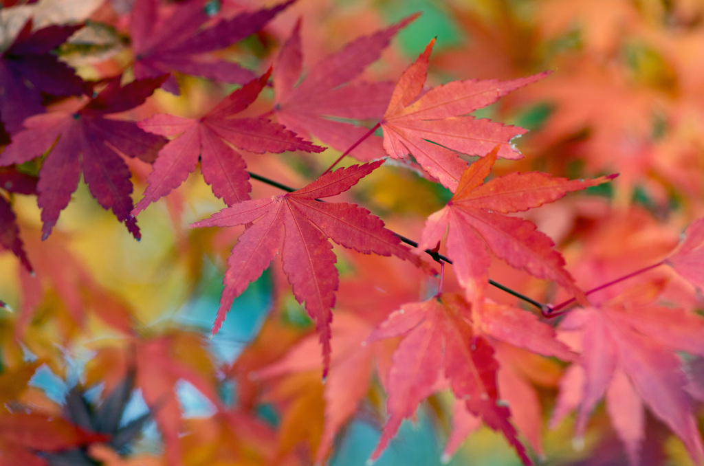 紅葉