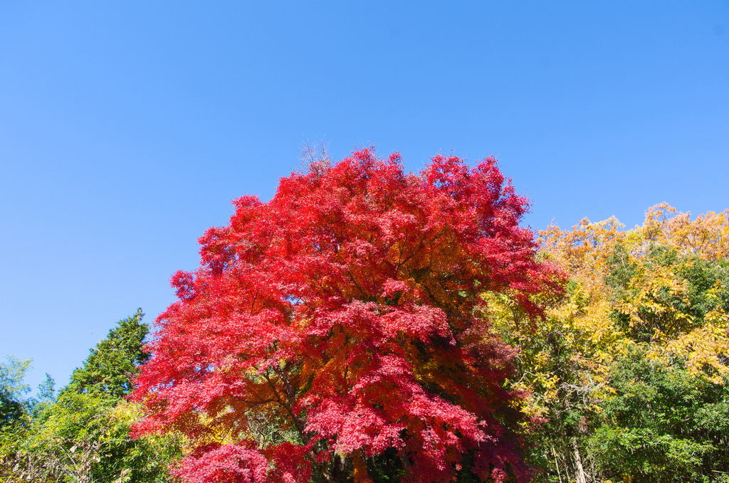 岐阜県土岐市　曽木公園