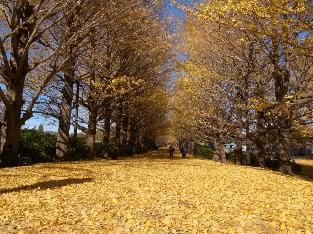 昭和記念公園