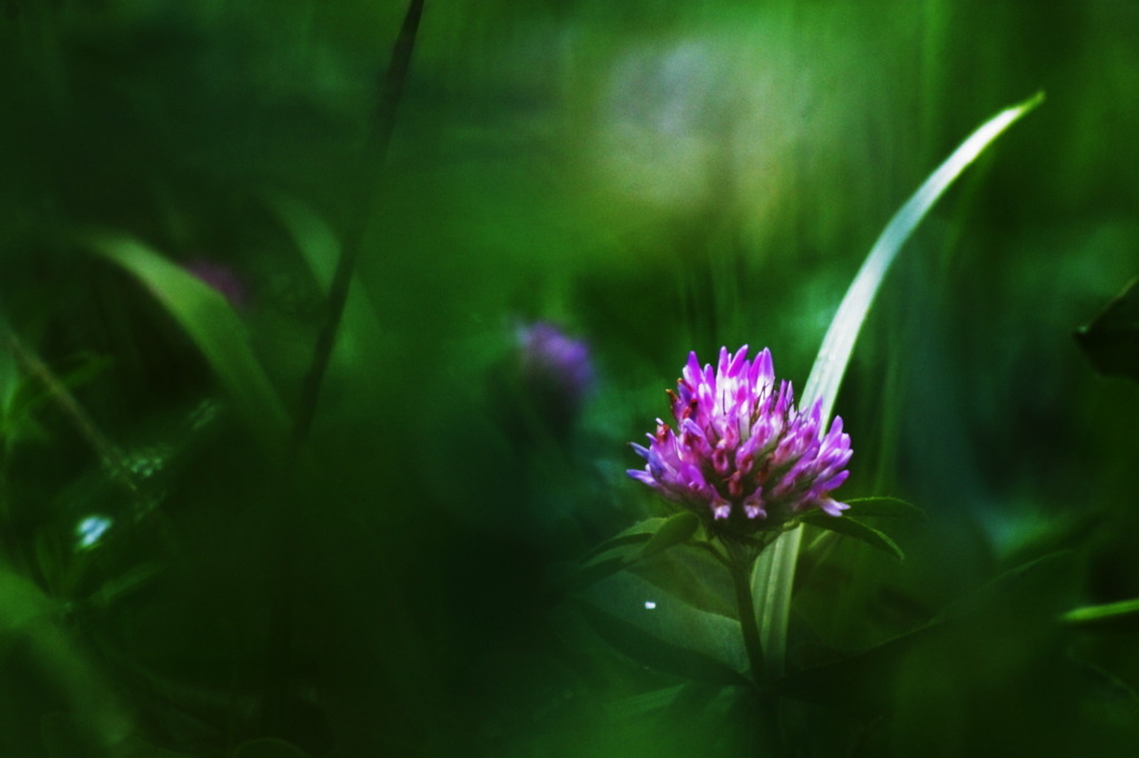 ソフトフォーカス