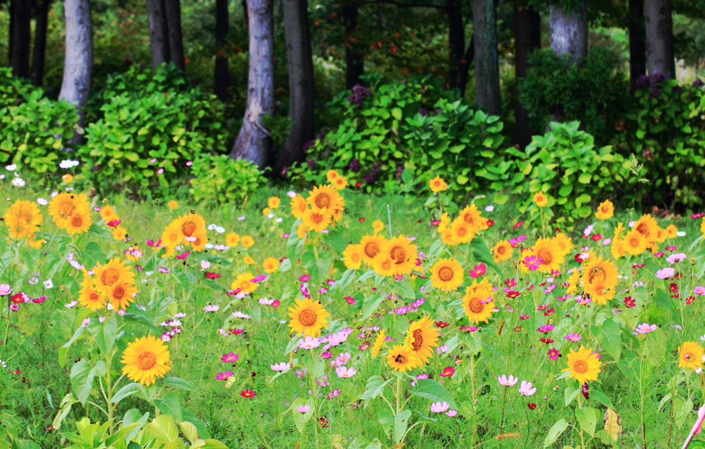 Forest　Garden