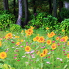 Forest　Garden
