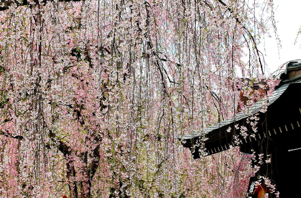 去年の桜　角館