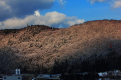 雪化粧に萌える春