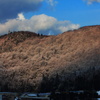 雪化粧に萌える春