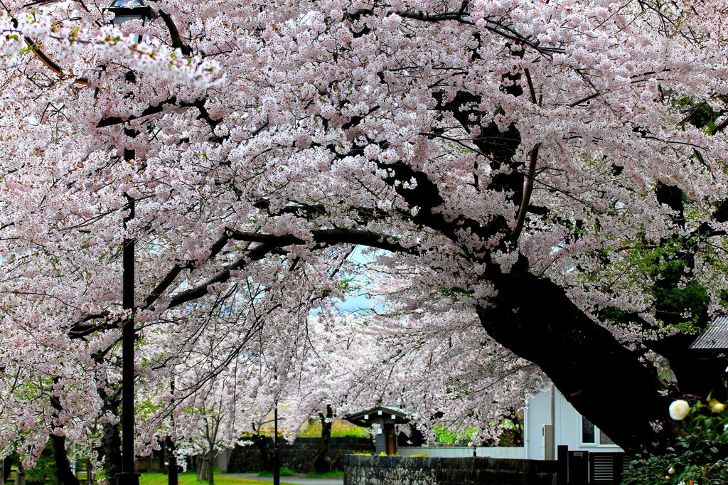 去年の桜